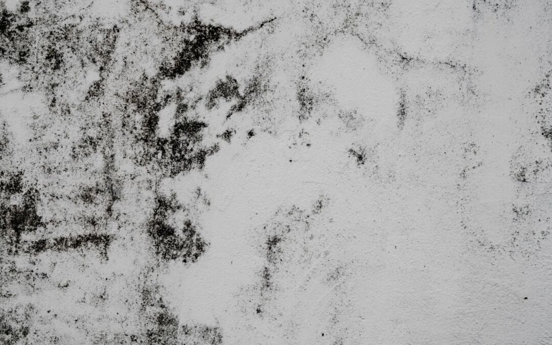 wall mould