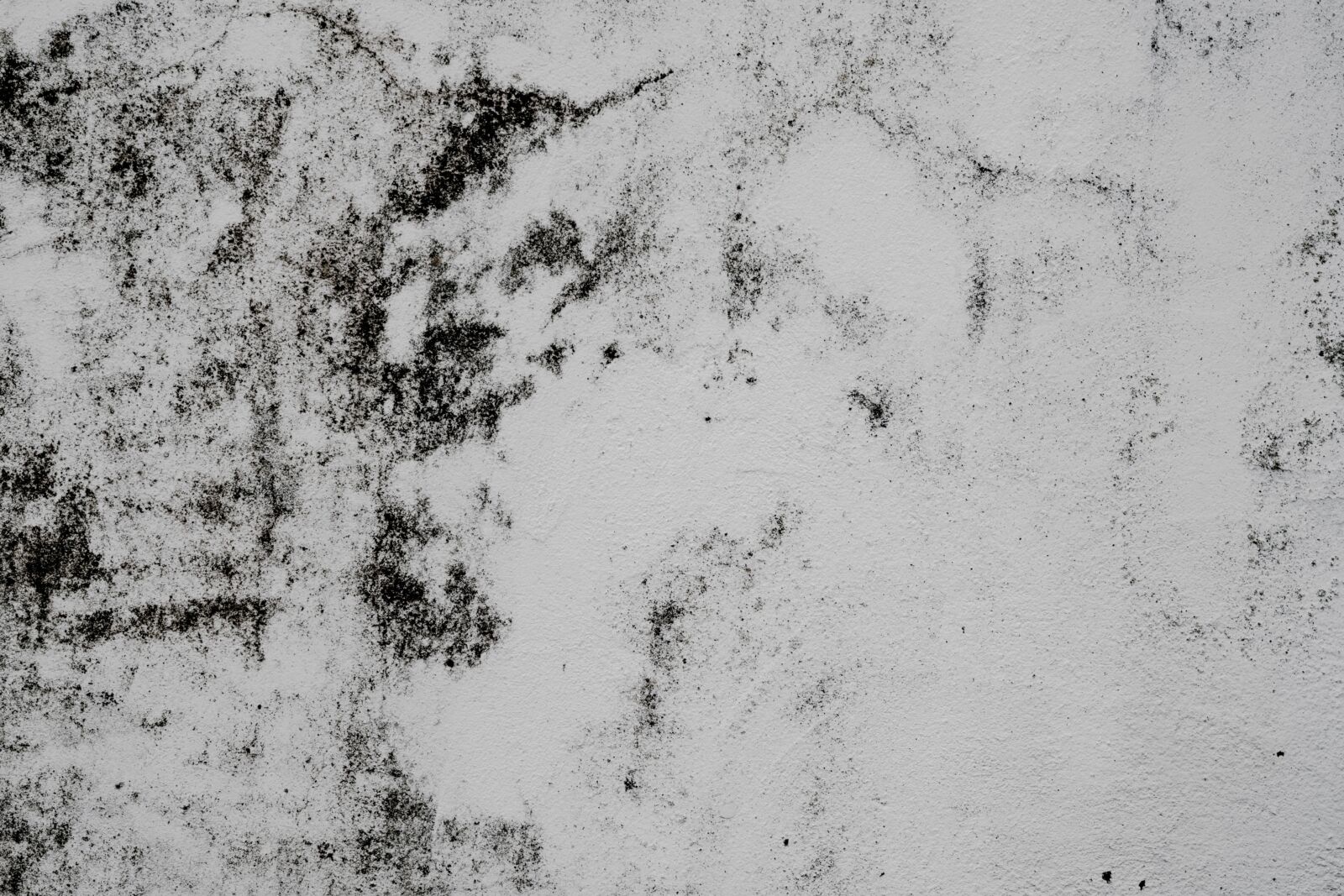 How Does A Roof Protect Your Home From Mould Damage?